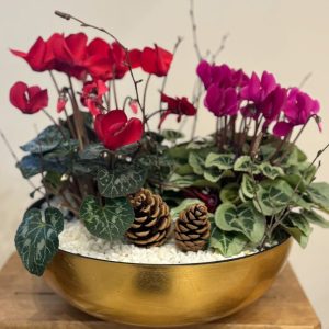 Planted Gold Bowls with Cyclamen Plants